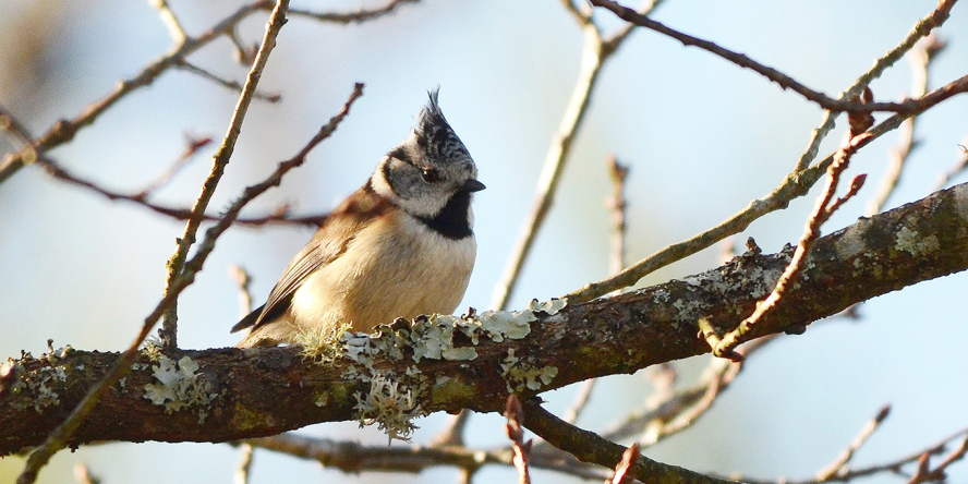 Mésange Huppée